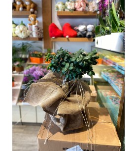 Küçük Bonsai Ağacı