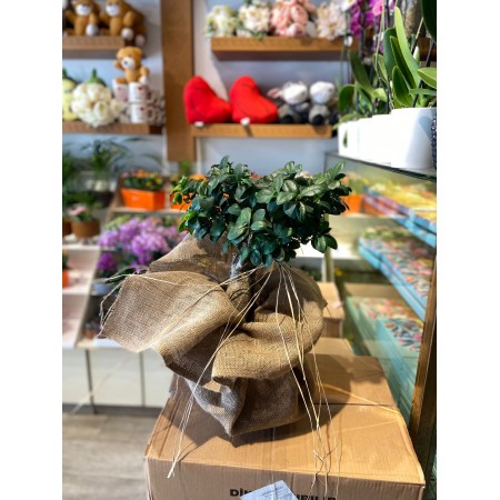 Küçük Bonsai Ağacı