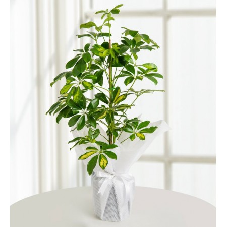 Schefflera (Şeflera) Bitkisi