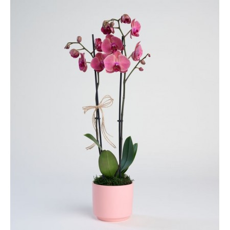 Pembe Beton Saksıda Ateş Kırmızı Çiftli Orkide