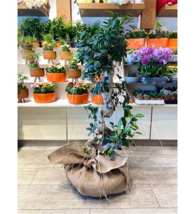 Büyük bonsai