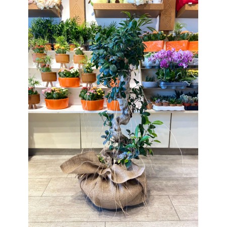 Büyük bonsai