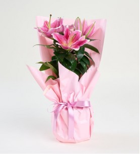 Saksıda Pembe Lilyum
