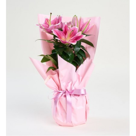 Saksıda Pembe Lilyum